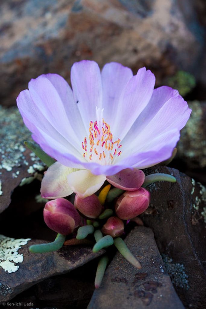 Shirley Rose Dowling Profile Photo