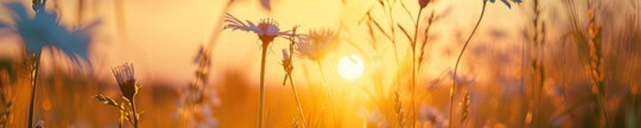 Cover for Adele Margaret Sigfusson (nee Contenti)'s Obituary