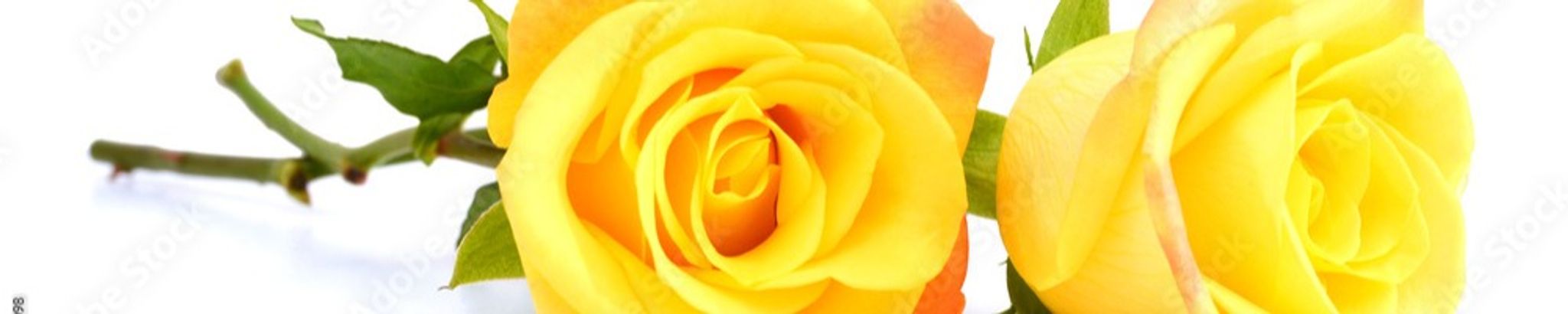 Cover photo for Phyllis Rose Wagner's Obituary