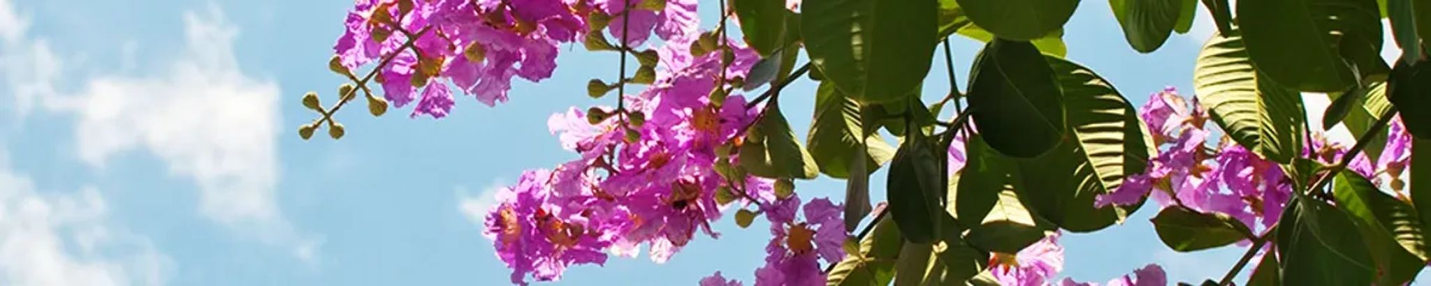 Cover for Grady James Shew Jr.'s Obituary