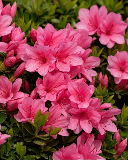 Vicki Sliger's obituary image