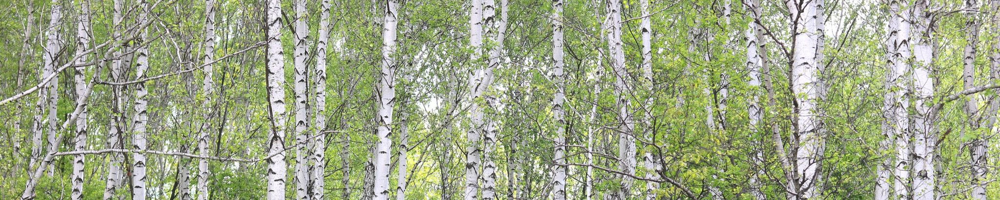Cover photo for Kari Lindholm-Johnson's Obituary