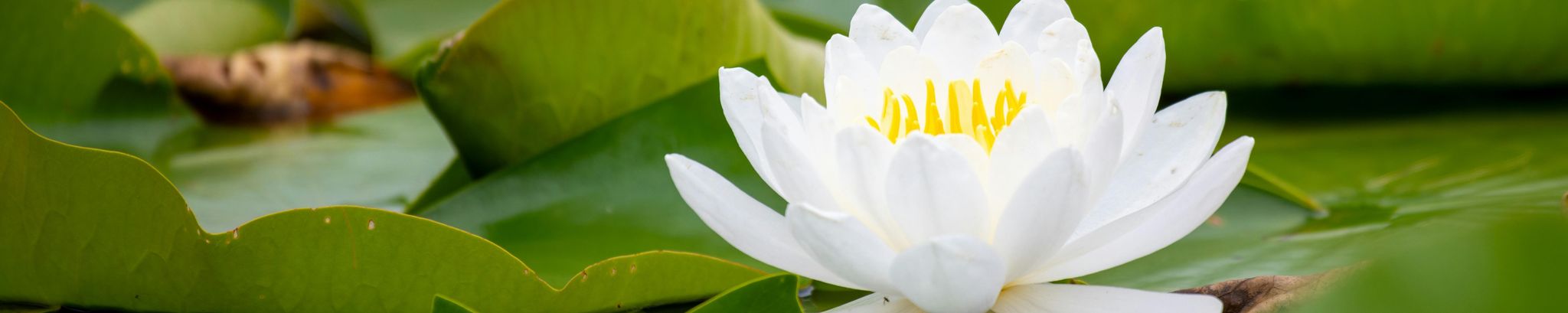 Cover for Ngo Thi Xuan Lan's Obituary