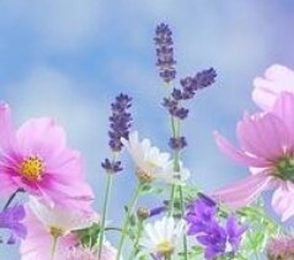 Nancy Savela (Paavilainen)