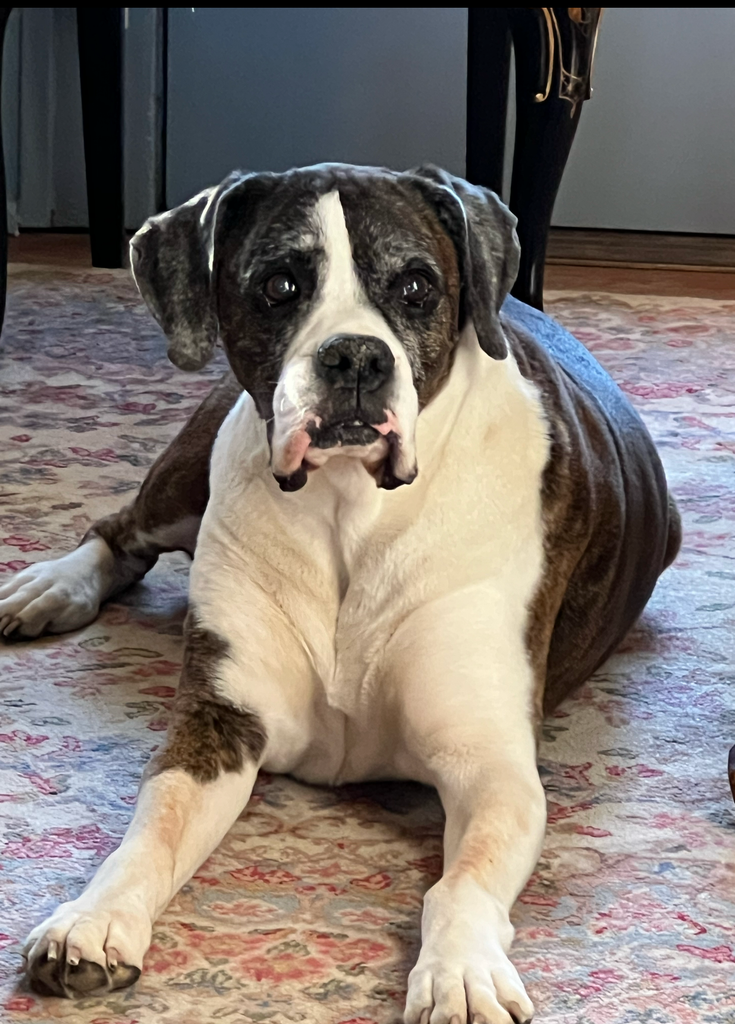 Bellamae Profile Photo