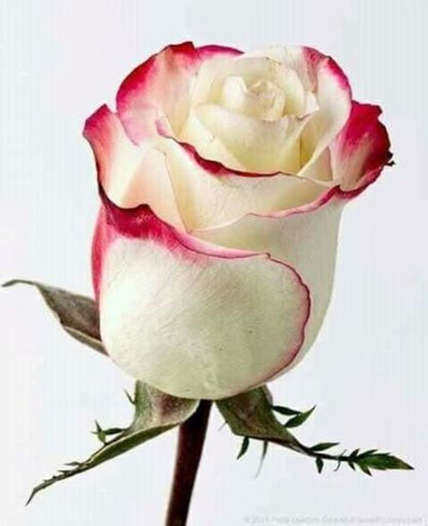 Nancy S. Burt Profile Photo