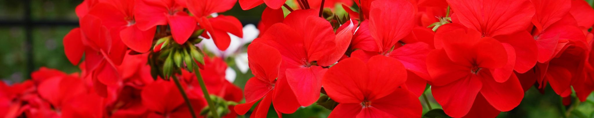 Cover for Marilyn P. Callen's Obituary