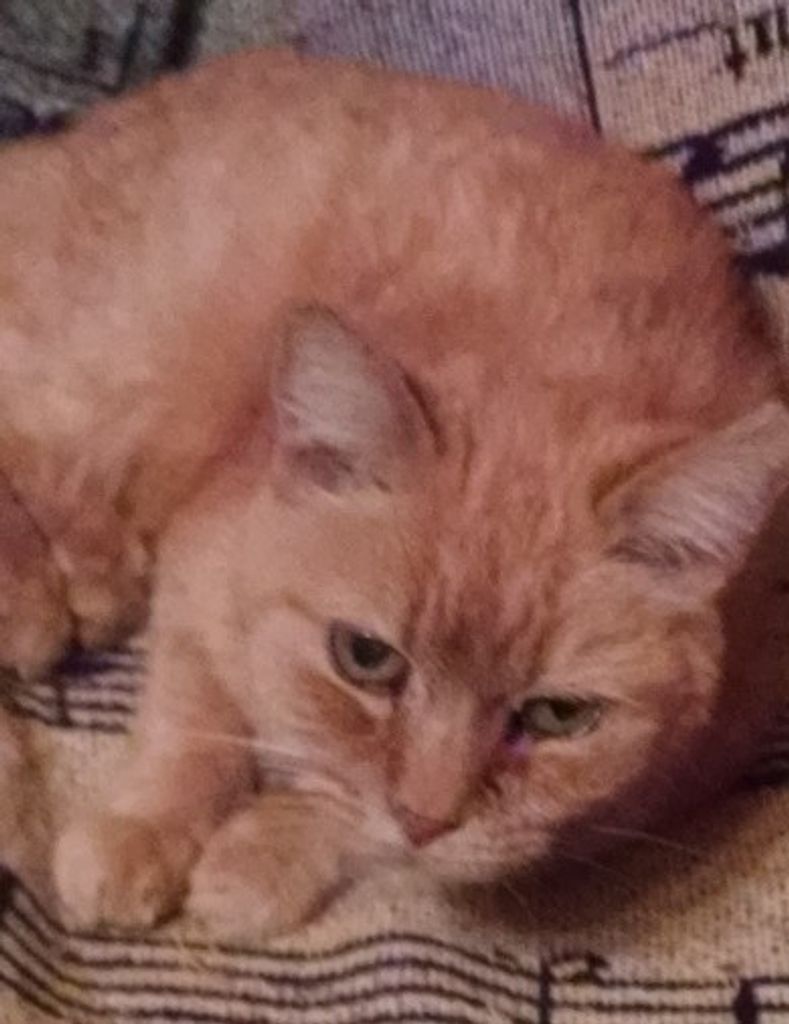 Ginger Kittee Bond Profile Photo