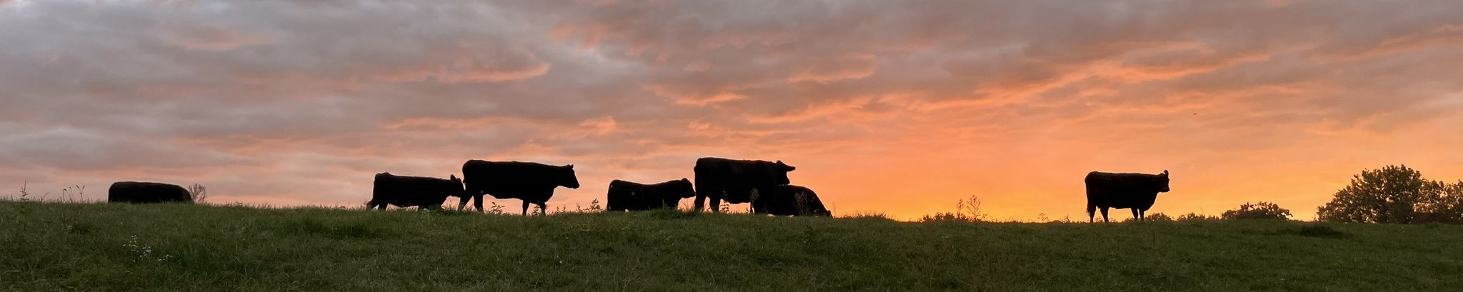 Cover for Cleta M. Tallcott's Obituary