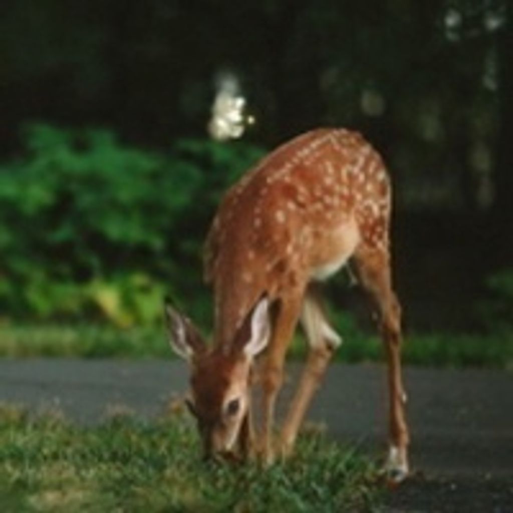 Edward H Zaitz Profile Photo