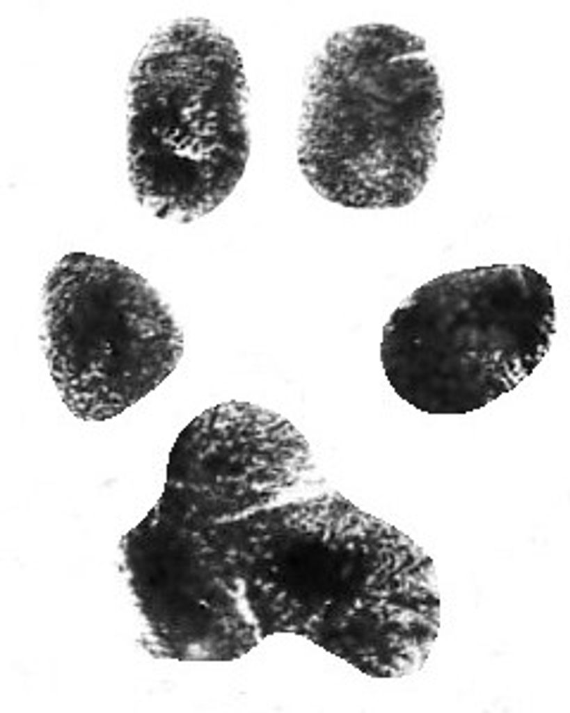 Maximus Torres Profile Photo