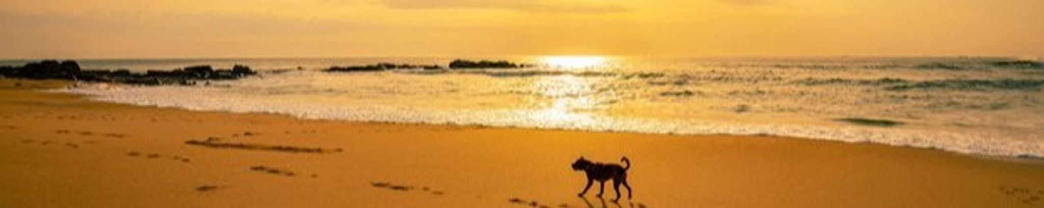 Cover for Nala Ramirez's Obituary