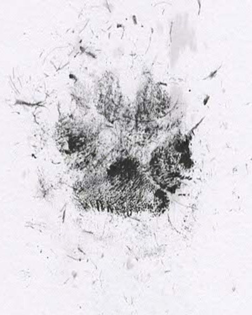 Huey Codd Profile Photo