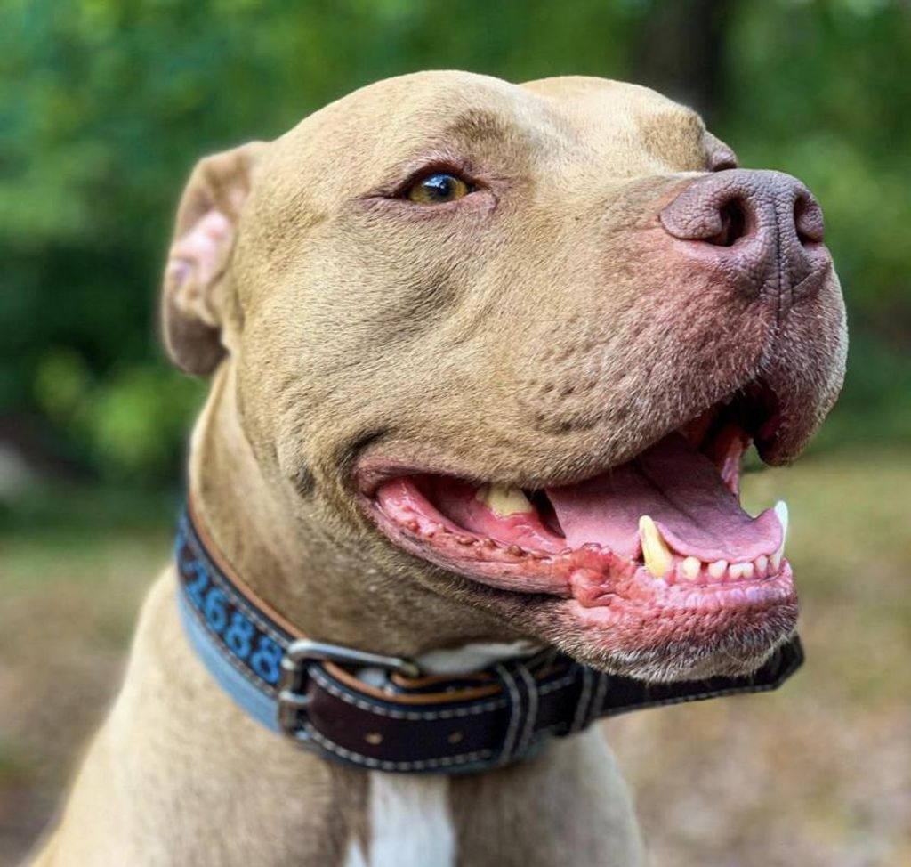 Diesel Brown Profile Photo