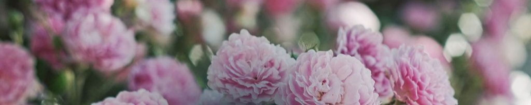 Cover photo for Brandi Marie Mullen's Obituary