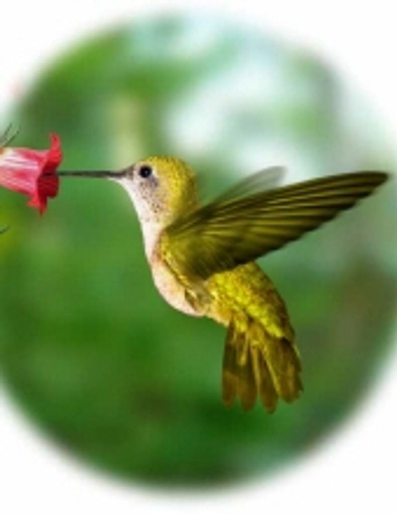 Shirley Dianne Mcarthur (Gregg-Weston Fh)