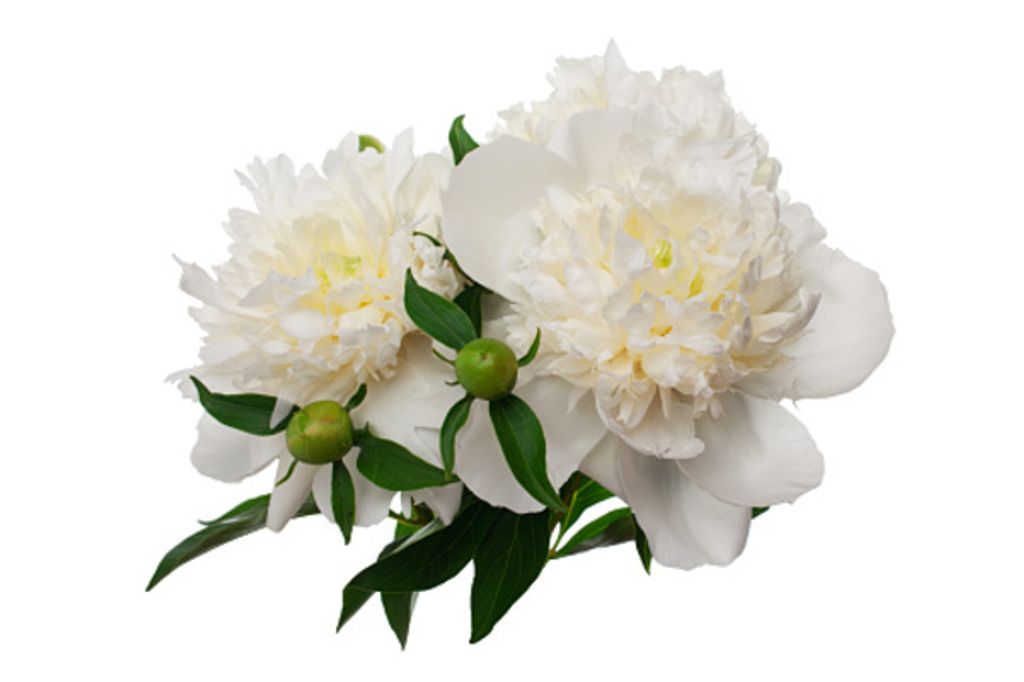 Lois Pauline Gallimore
