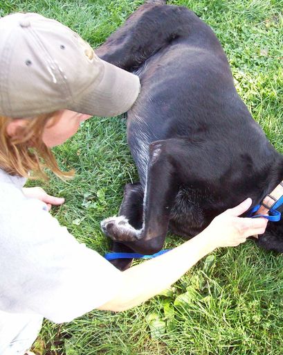 Laura Ann Massara's obituary image