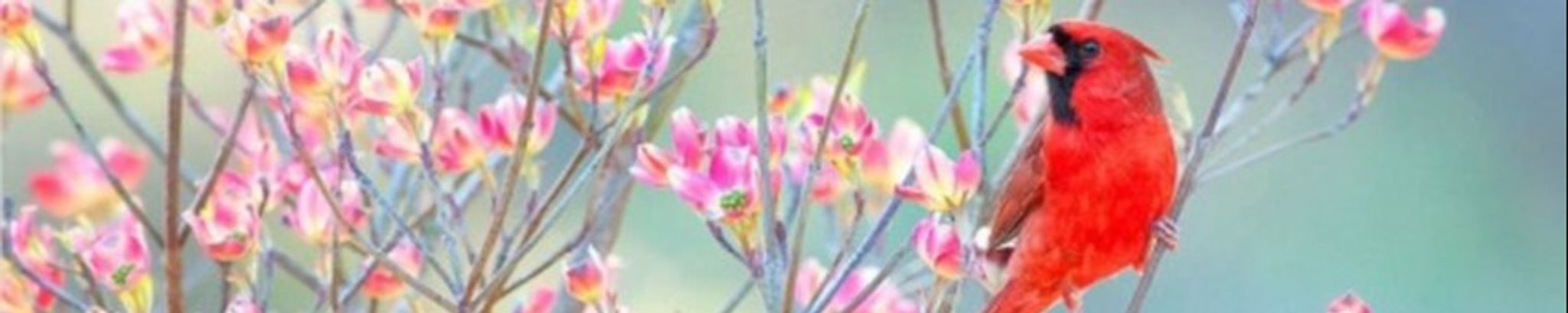 Cover photo for Virgie DuVall's Obituary