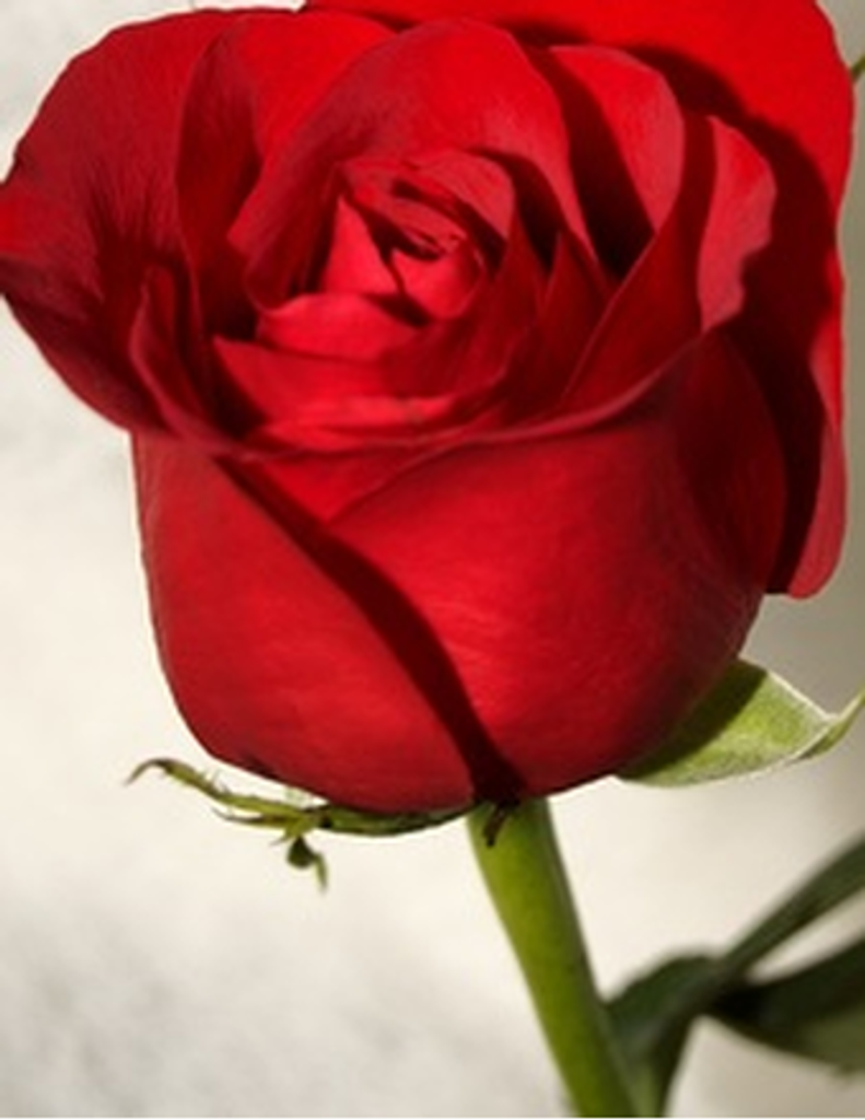 Christine (Shepard) Posey