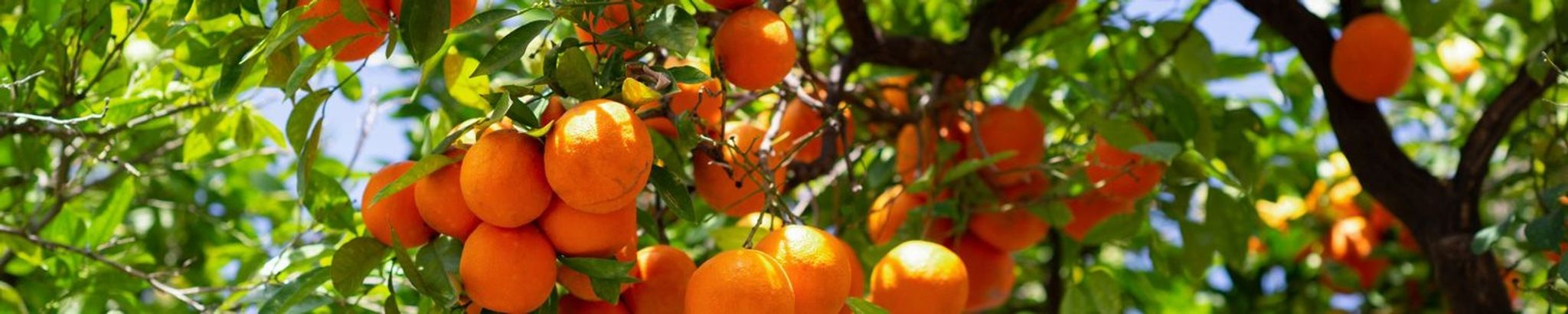 Cover for Rogelio Curiel Zepeda's Obituary