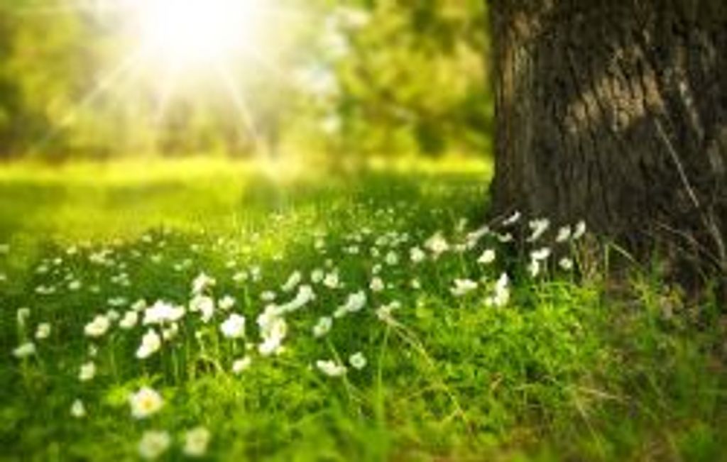 Donna Combs Reed Profile Photo