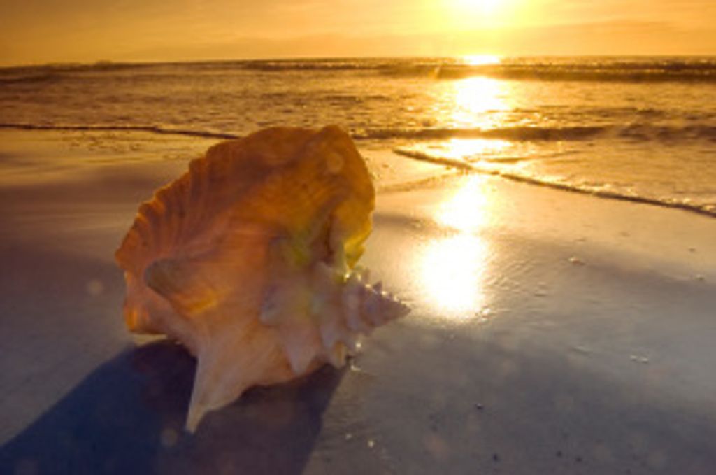 Alexander Steven Feshanko Profile Photo