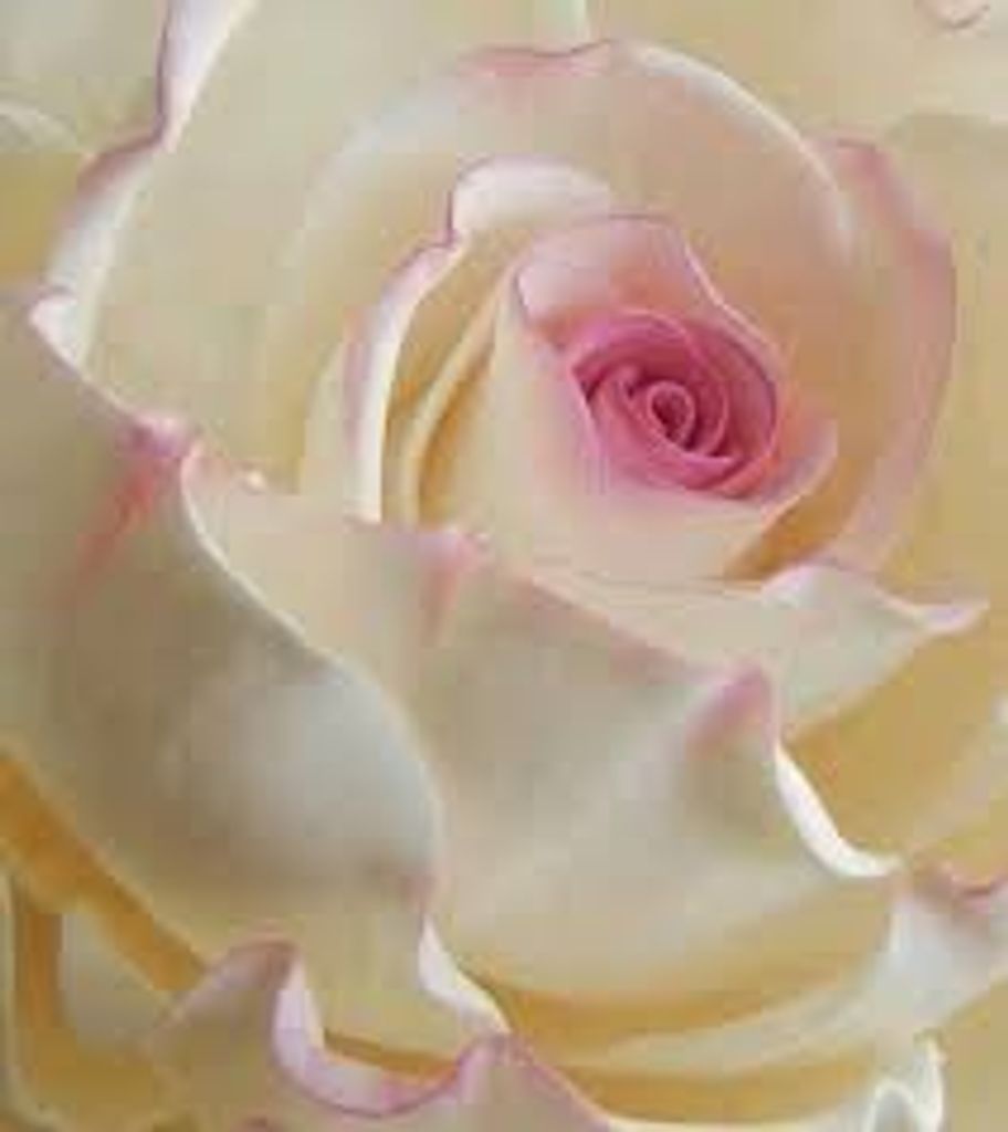 Phyllis Burcham