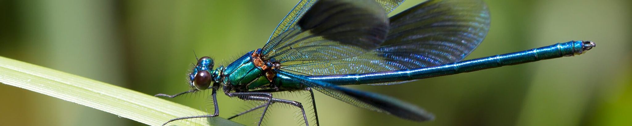 Cover for Kelly Ann Blake's Obituary