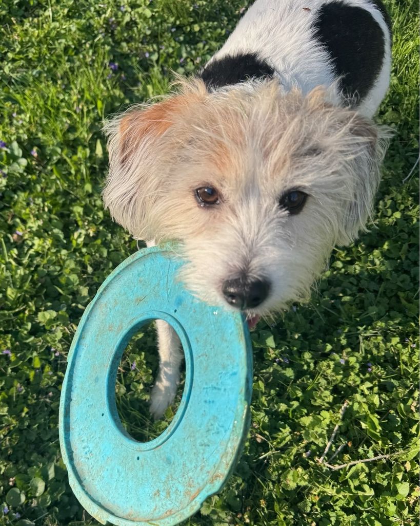 Capo "Fur- baby" Conley Profile Photo
