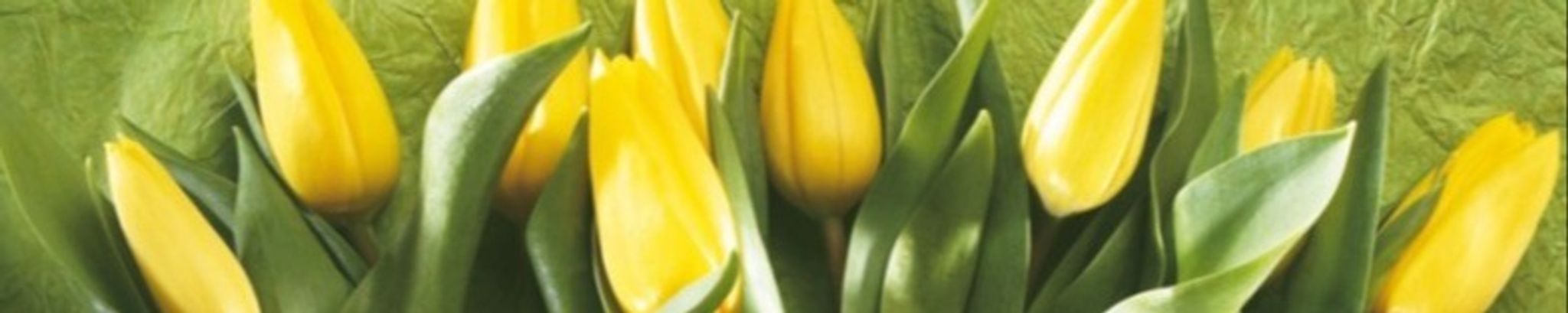 Cover photo for Mary Frances Howell's Obituary