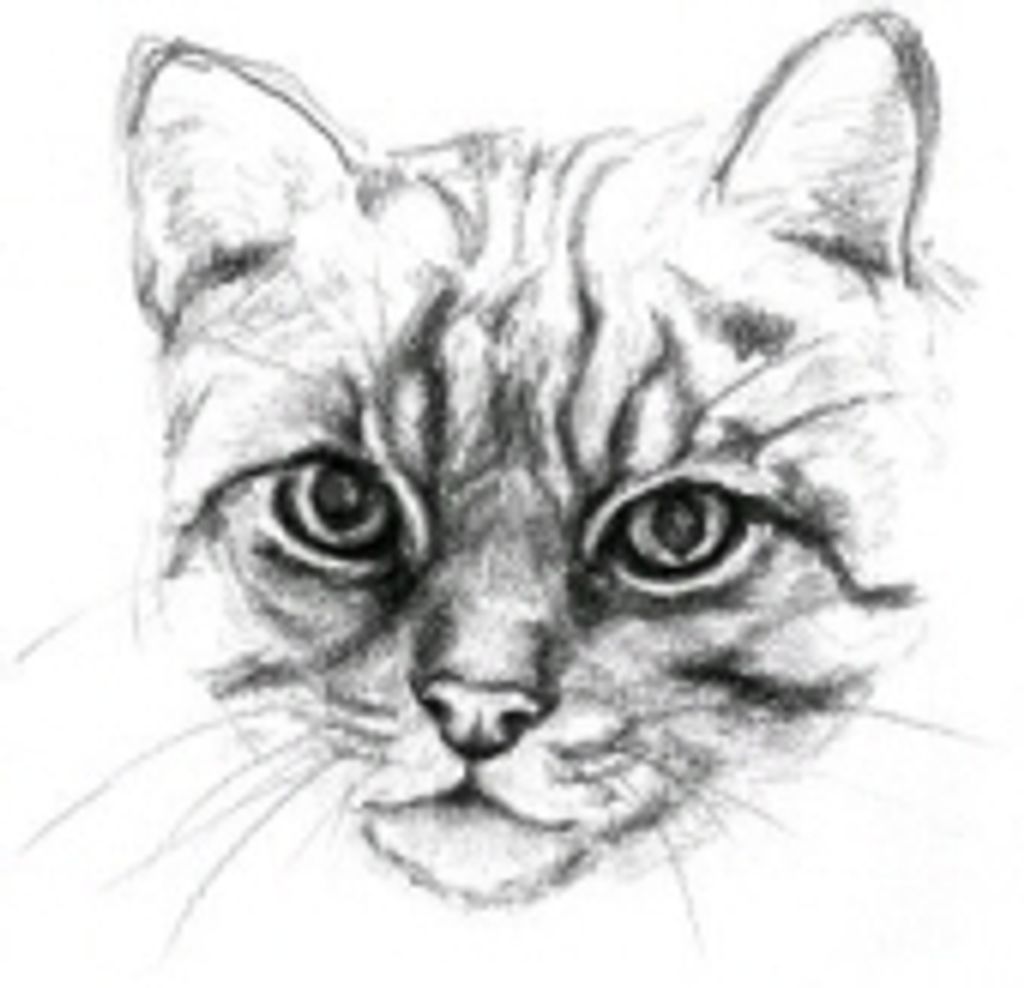 Shadow Bloomstrom Profile Photo