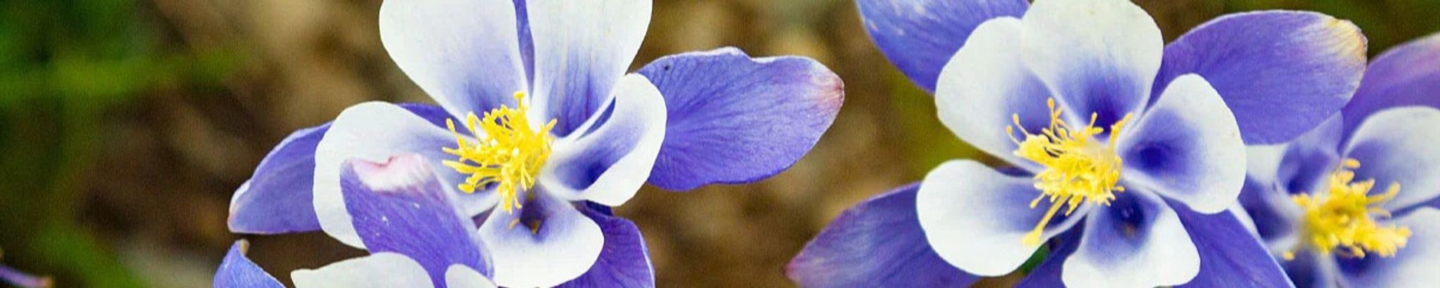 Cover photo for Lucky Gallagher's Obituary