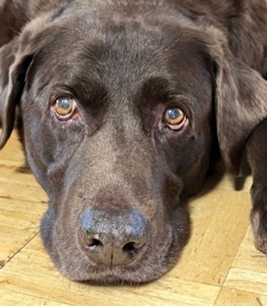 Fenway Bailey