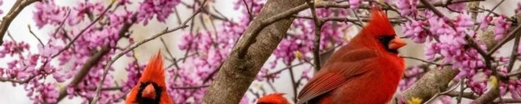 Cover photo for Audrey Viola Olson's Obituary