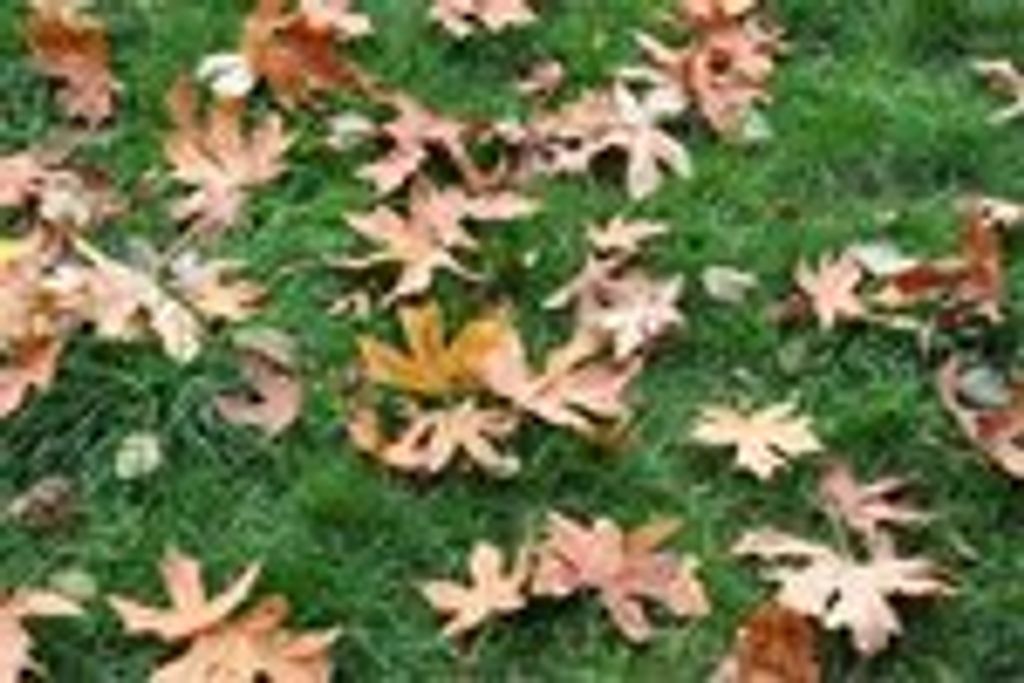 Mary "Mimy" Wooldredge