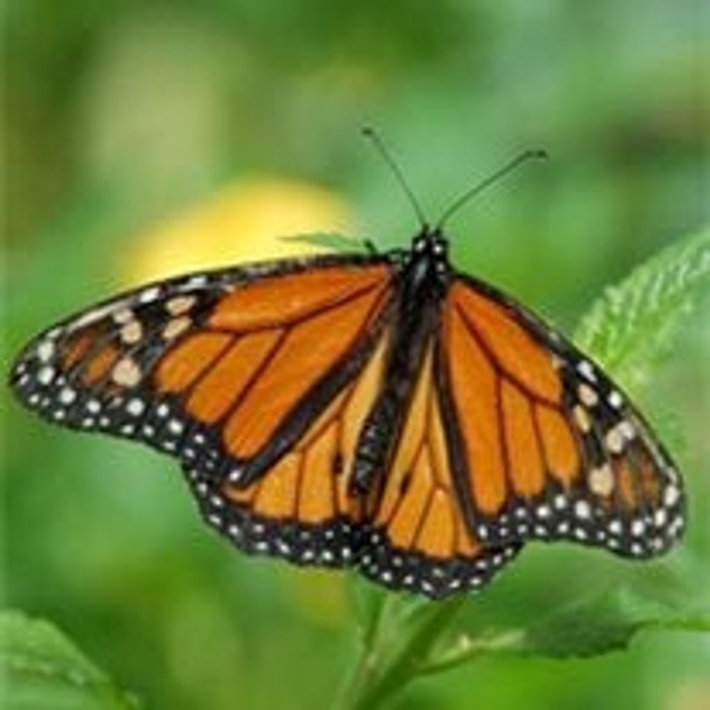 Mary Ann (Forker) Demorrow Profile Photo