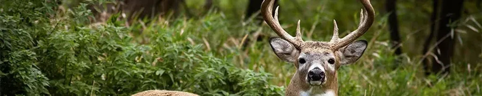 Cover for Duane Elwyn Henn's Obituary