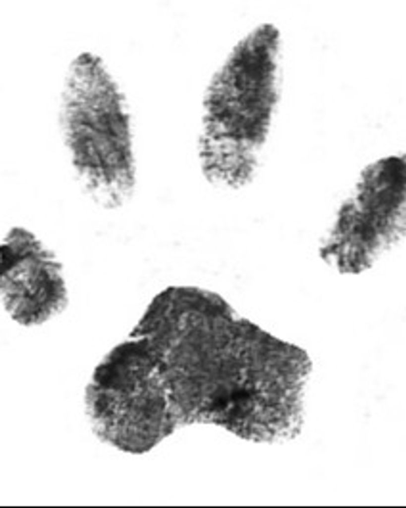 Velvet Buff Profile Photo