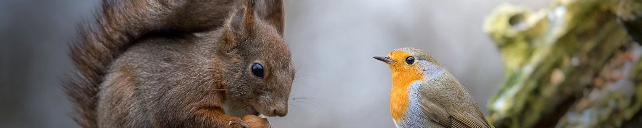 Cover for Sally Jean Tuttle's Obituary