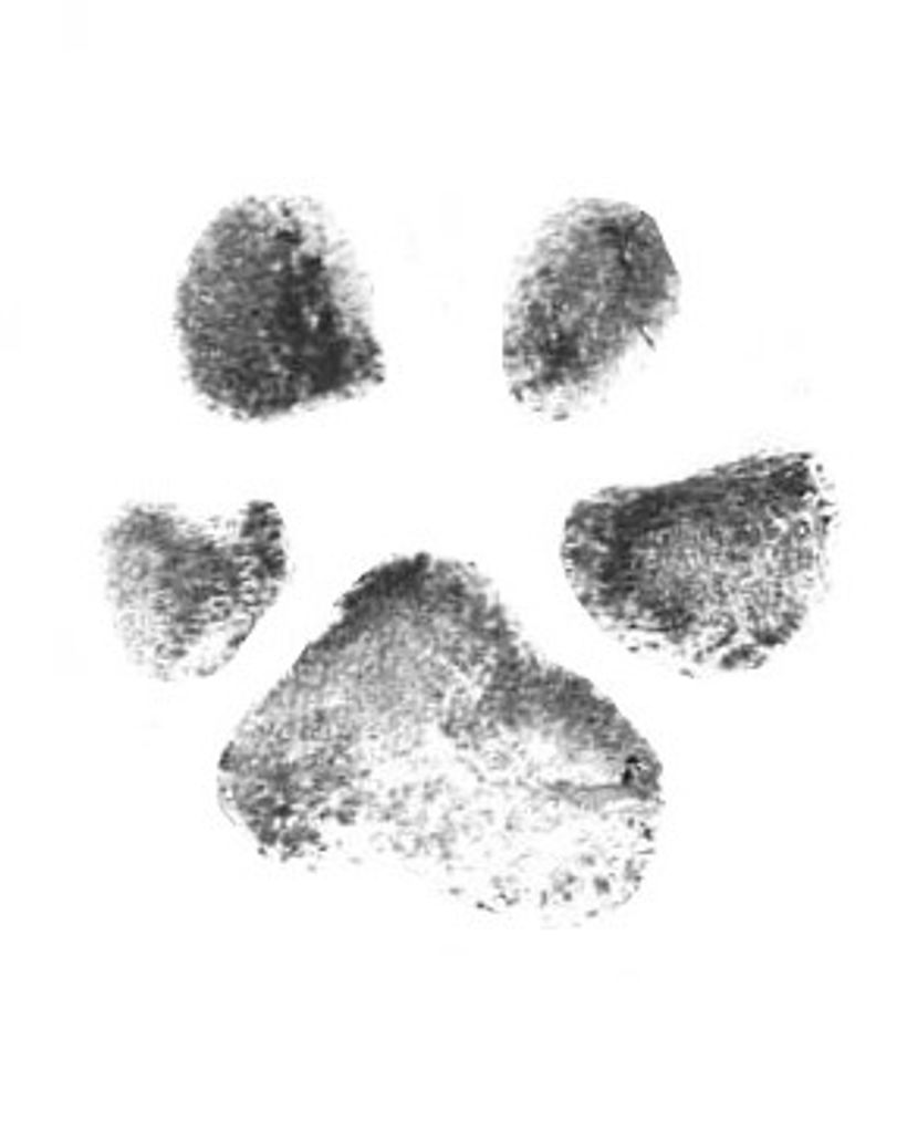 Nala Campbell Profile Photo