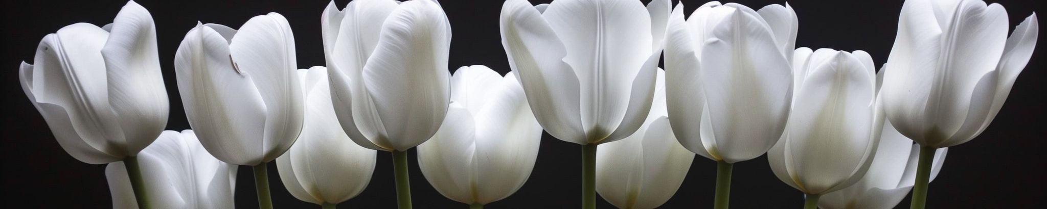Cover for Anna Cianfarani's Obituary