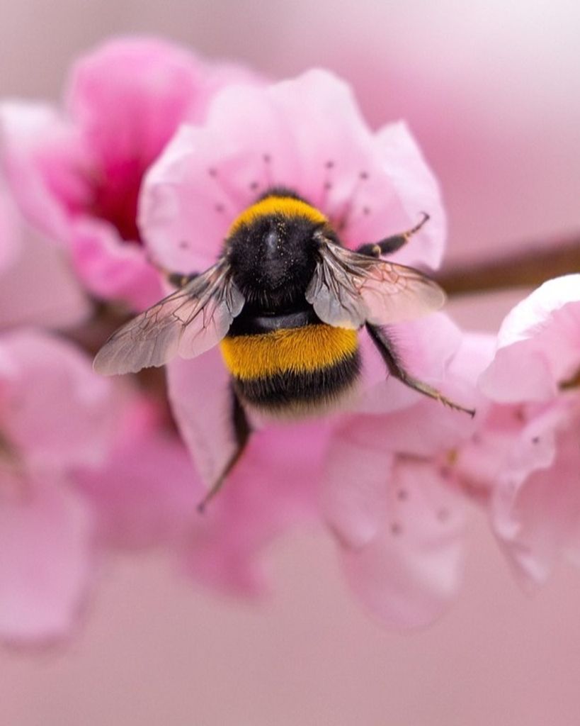 Terry Anita Hobson Profile Photo