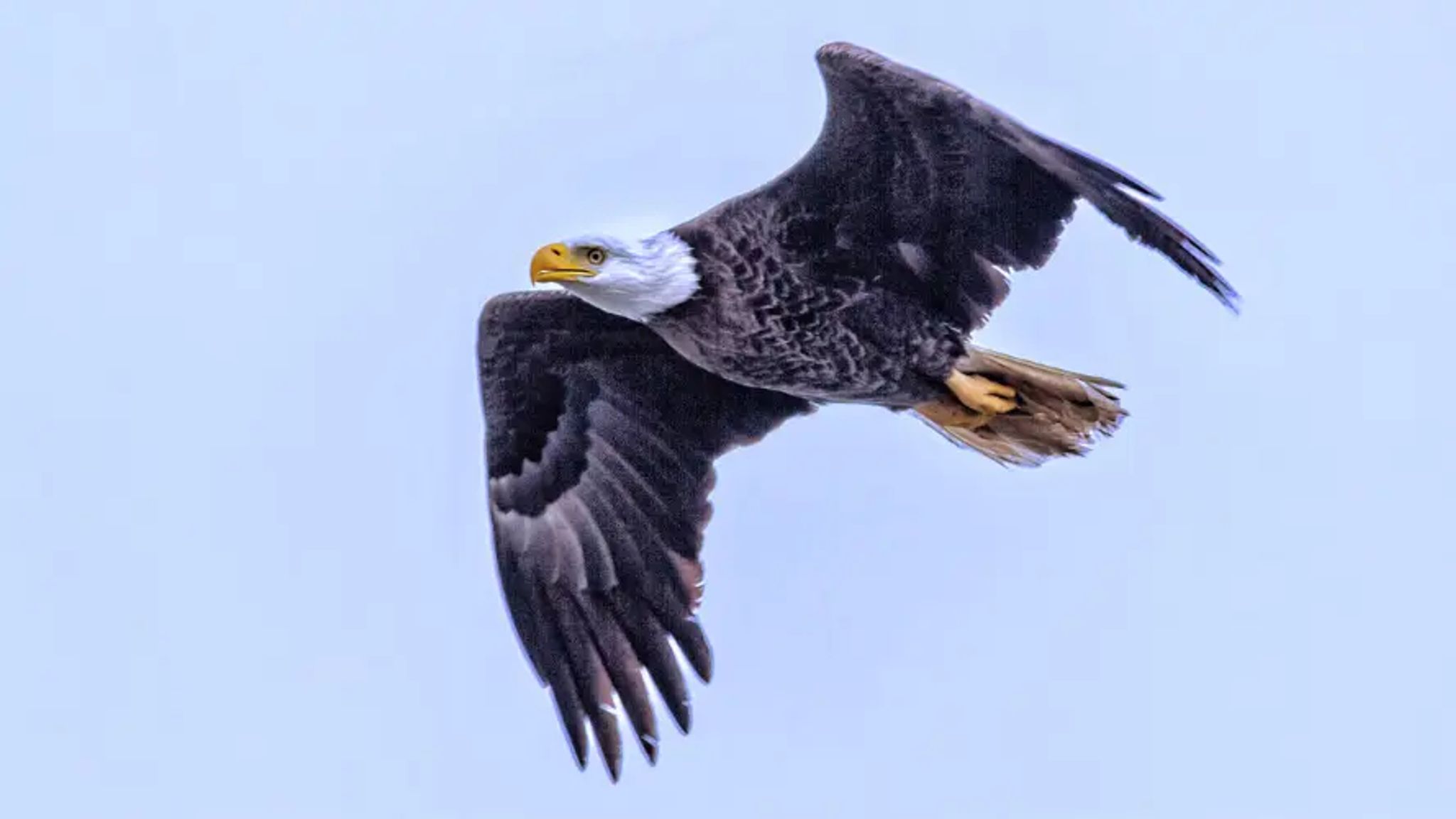 Cover for Larry Gene Bellis's Obituary