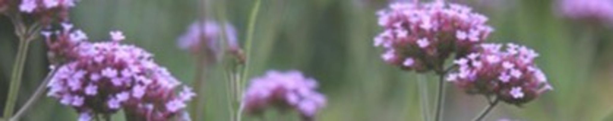 Cover photo for Nell Laden Dicus's Obituary