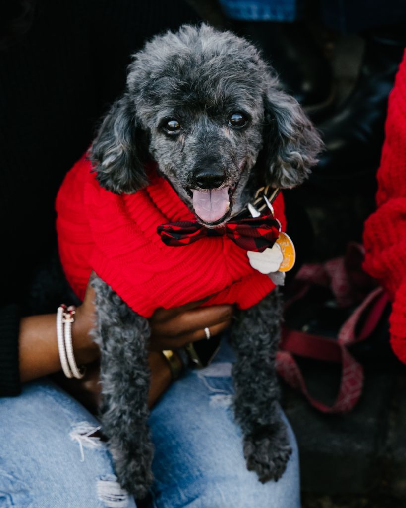 Charlie Bear Simmons