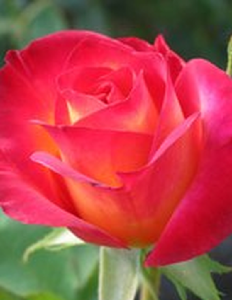 Carol Ann (Pollard) Welchel