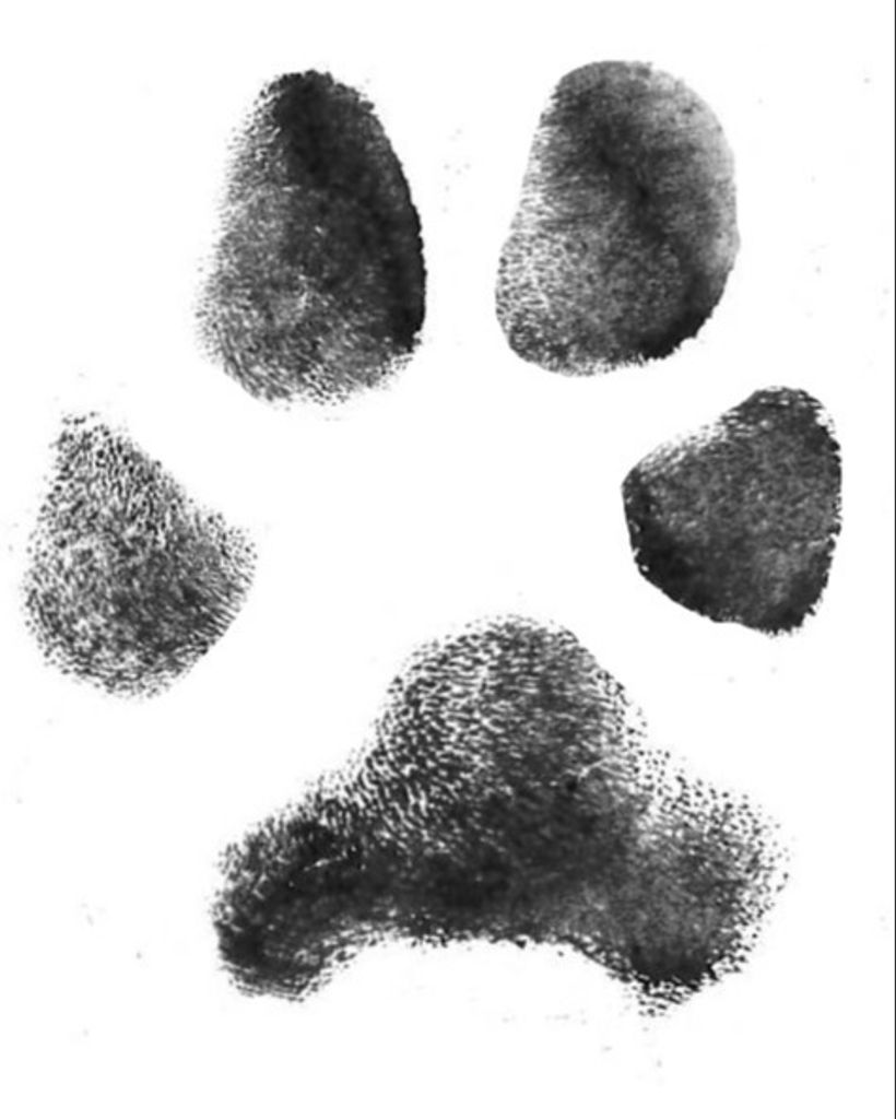 Brown Cow Cook Profile Photo