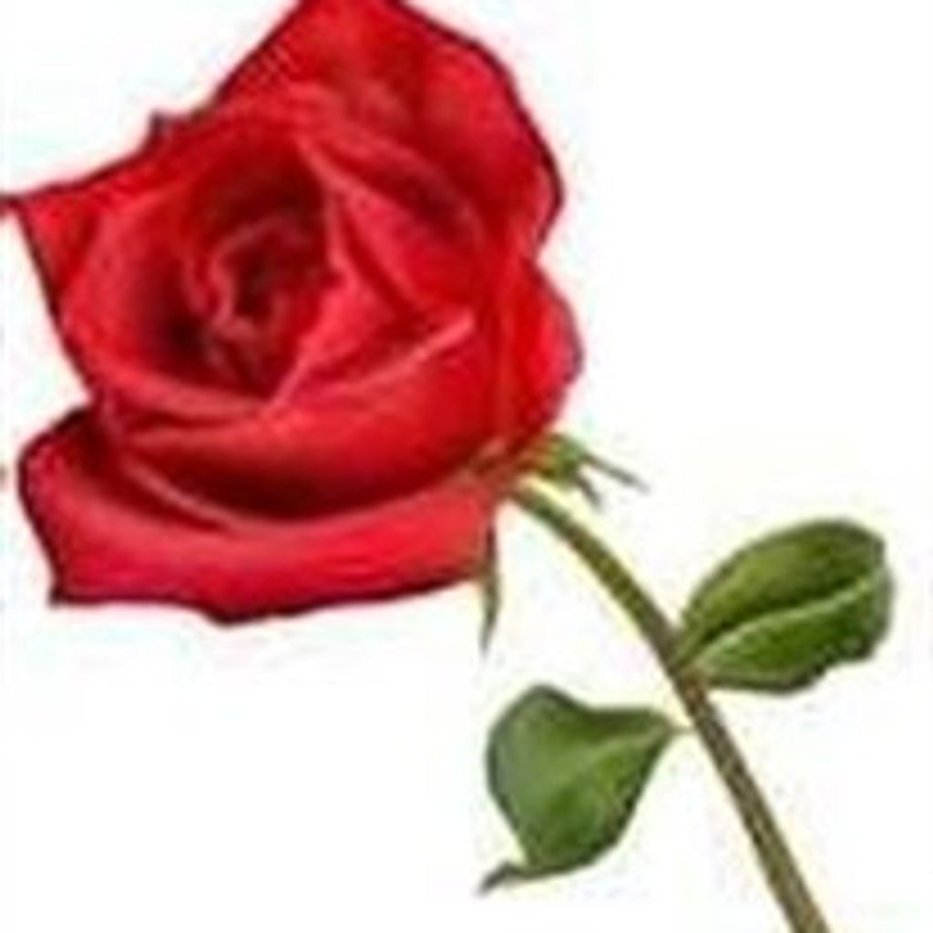 Rose Phipps