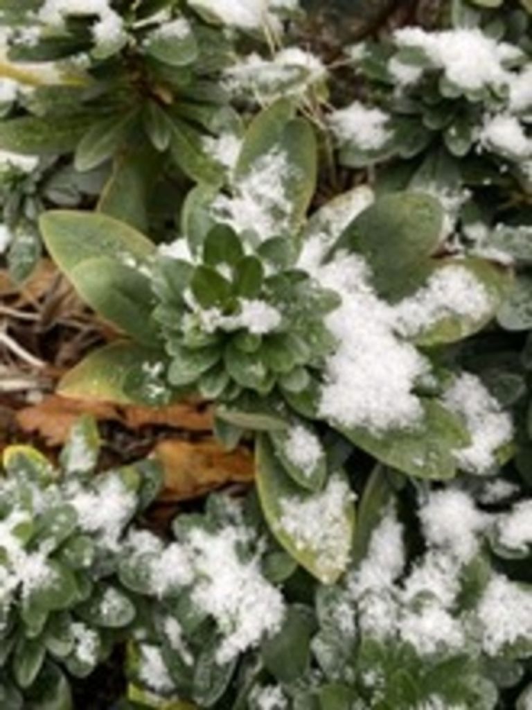 Waivia L. Huddy Profile Photo